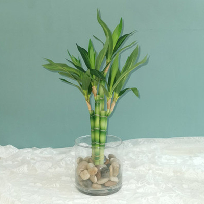 Aquarium Fish Guppy - New 40cm rFtificial Lucky Bamboo Succulent