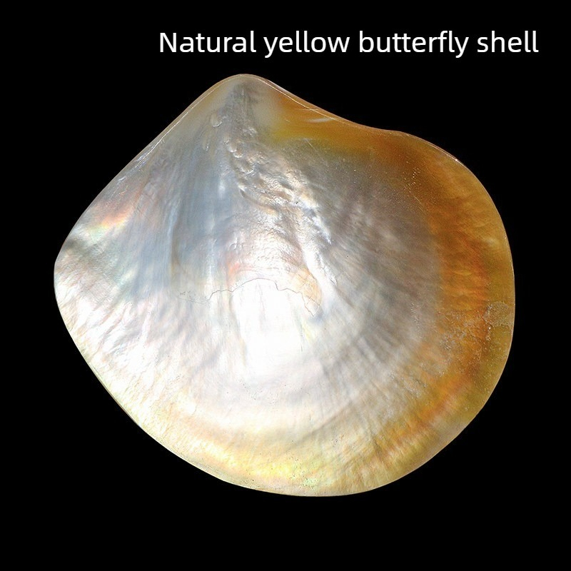 Aquarium Fish Yellow - Natural Yellow Butterfly Beibei Shell Collection