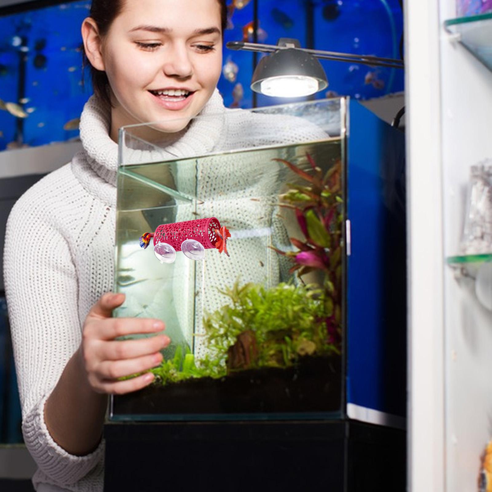 Betta Habitat Resting Shelter  - огляд і ціна Aquarium Fish Youtube