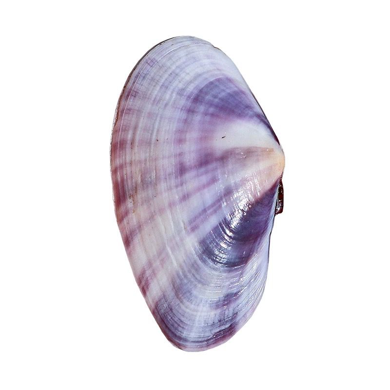 Long Purple Clam Natural Conch - огляд і ціна Aquarium Fish Guppy