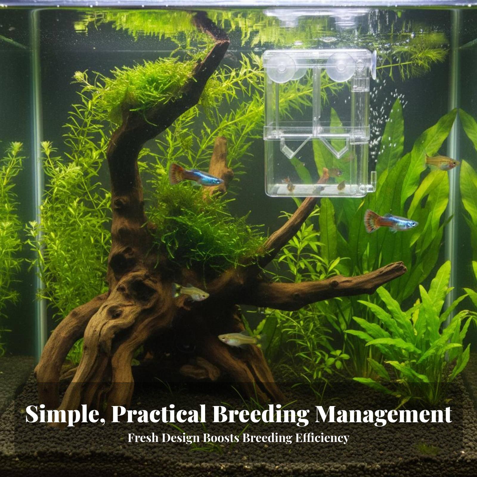 Double Layer Aquarium Breeding - огляд і ціна Box Fish In Aquarium