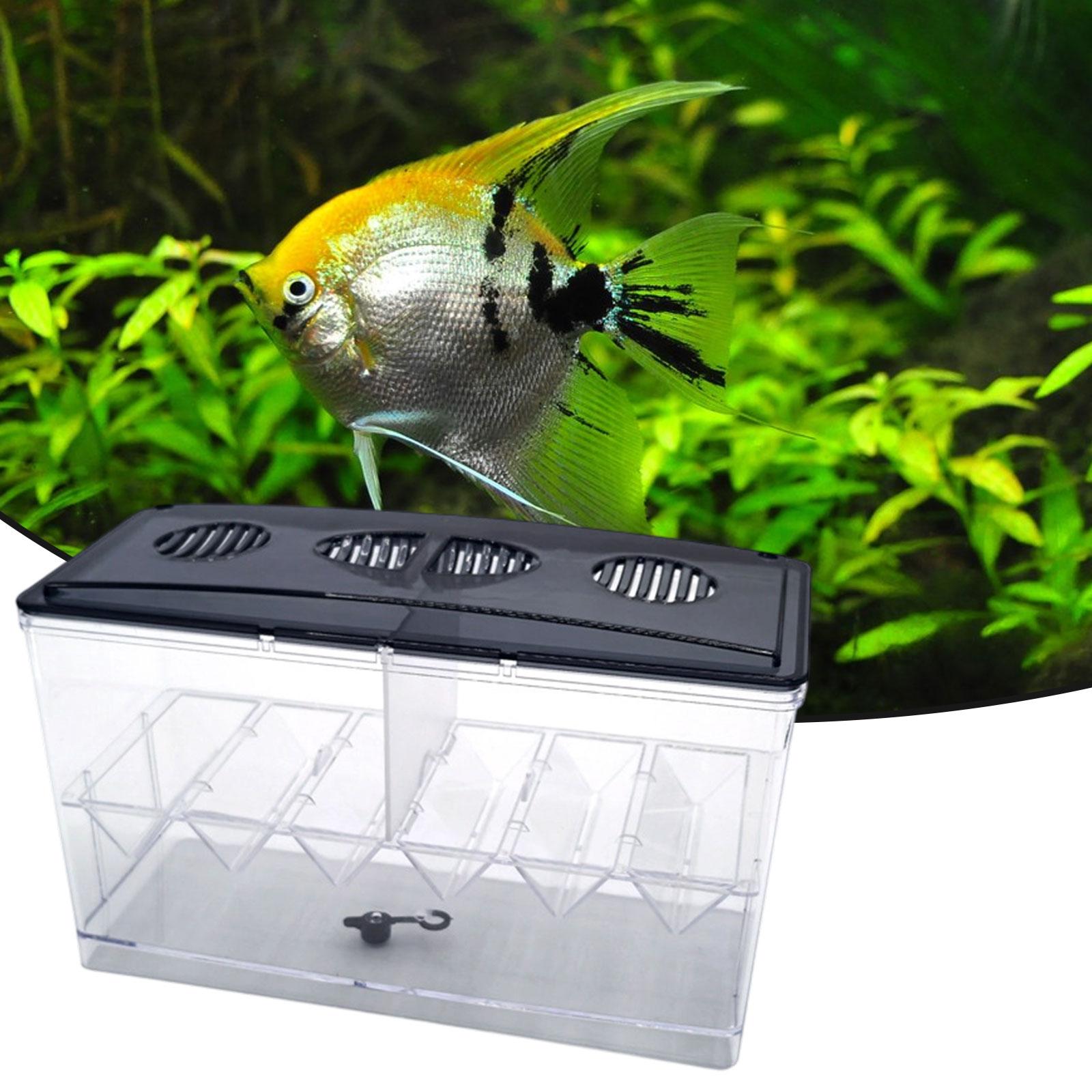 Floating Fish Breeding Isolati - огляд і ціна Box Fish In Aquarium