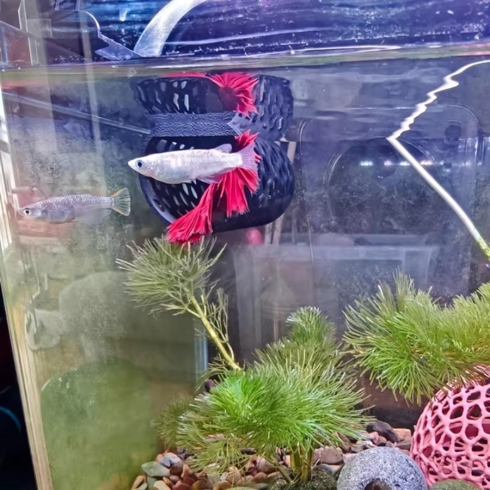 Aquarium Tunnel Aquarium Fish  - огляд і ціна Aquarium Fish Games