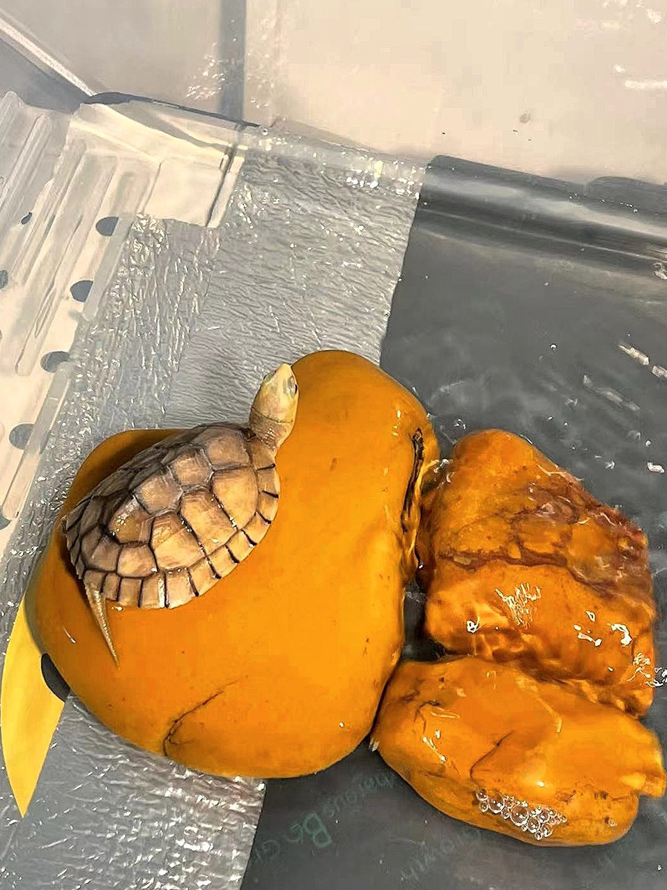 Natural Yellow Wax Stone Turtl - огляд і ціна Aquarium Fish Yellow