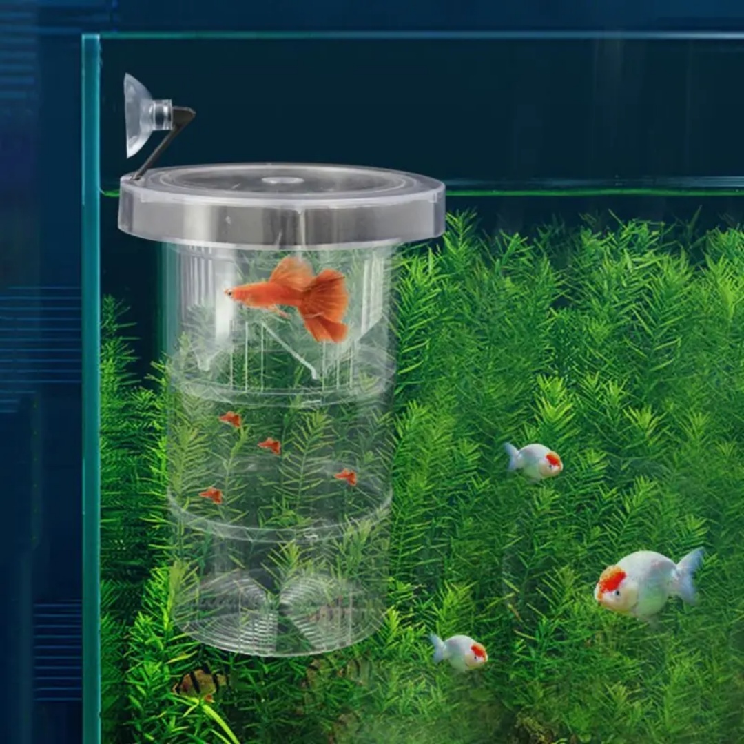 Acrylic Floating Fish Breeding - огляд і ціна Box Fish In Aquarium